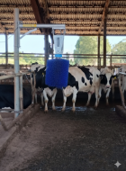 COÇADOR AUTOMÁTICO PARA VACAS SUPREMMA